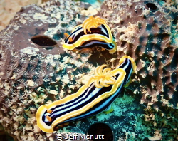 Got this shot while diving off Sudan - 2 nudis, 1 shot! by Jeff Mcnutt 